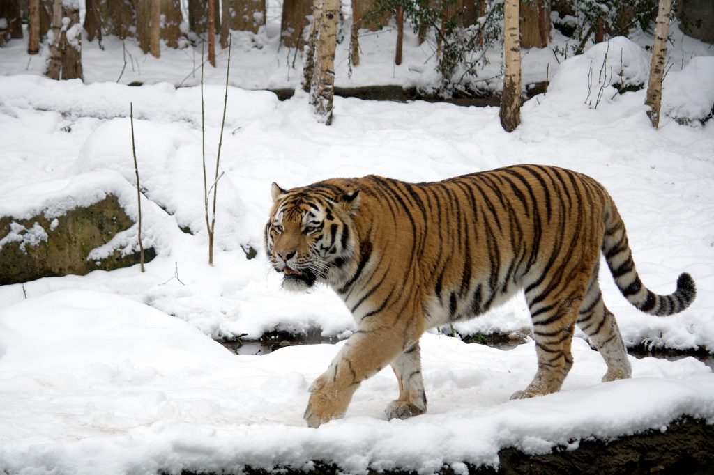 CSI na Rússia: o caso real do tigre siberiano e a dieta que envolvia humanos